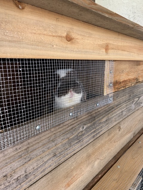 Busy, Building, Bunnies